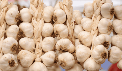 fresh garlic and garlic braids